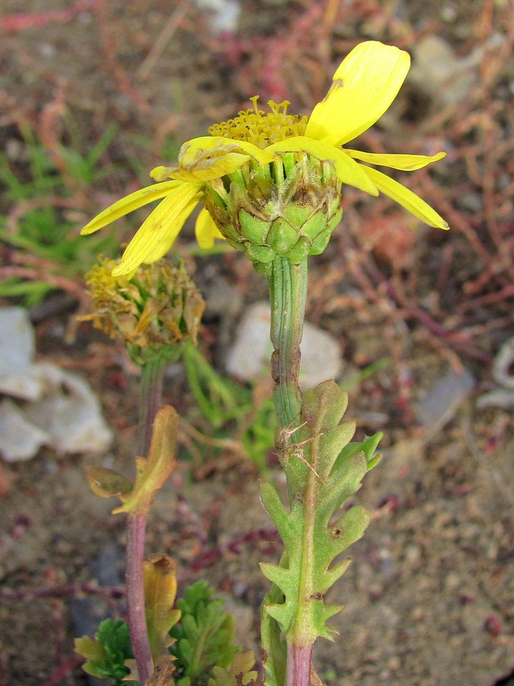Image of Glebionis coronaria specimen.