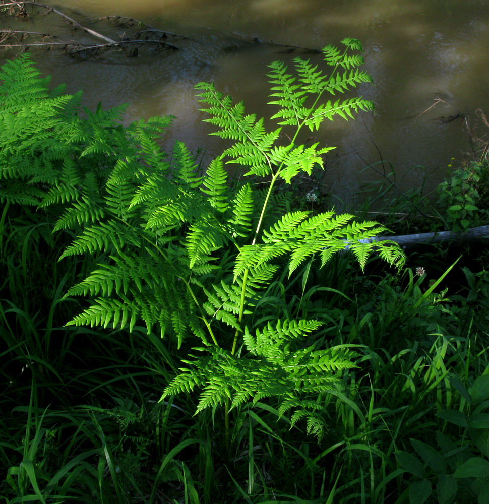 Изображение особи Pteridium pinetorum ssp. sajanense.