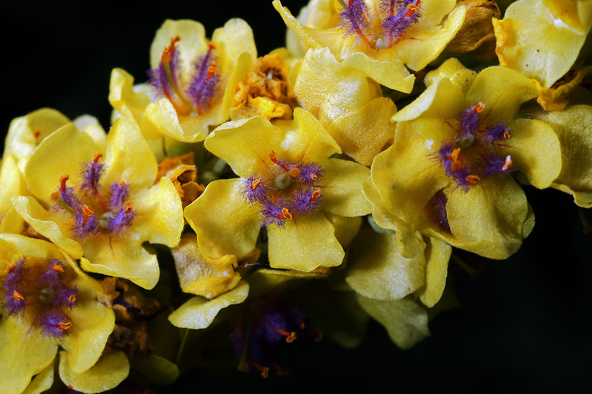 Изображение особи Verbascum nigrum.