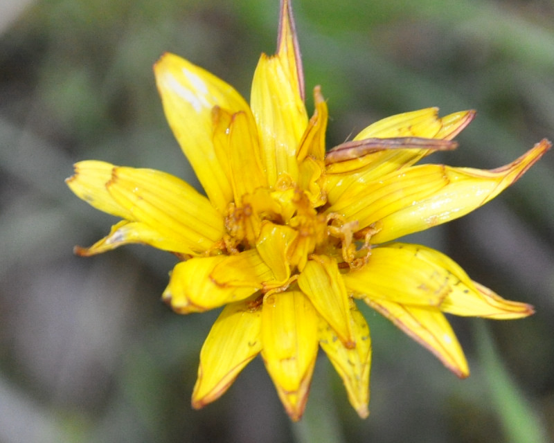 Изображение особи Scorzonera crocifolia.