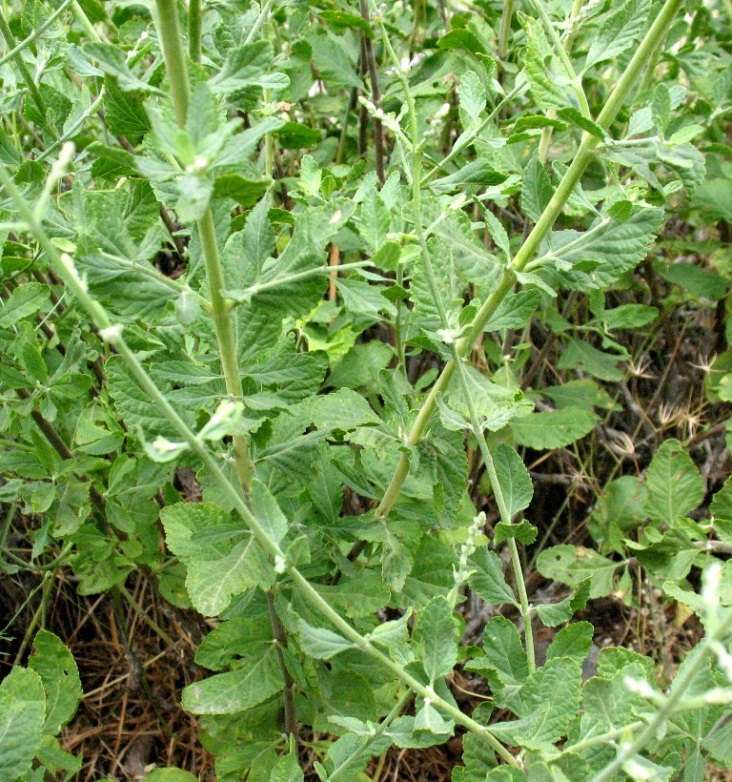 Image of Perovskia scrophulariifolia specimen.