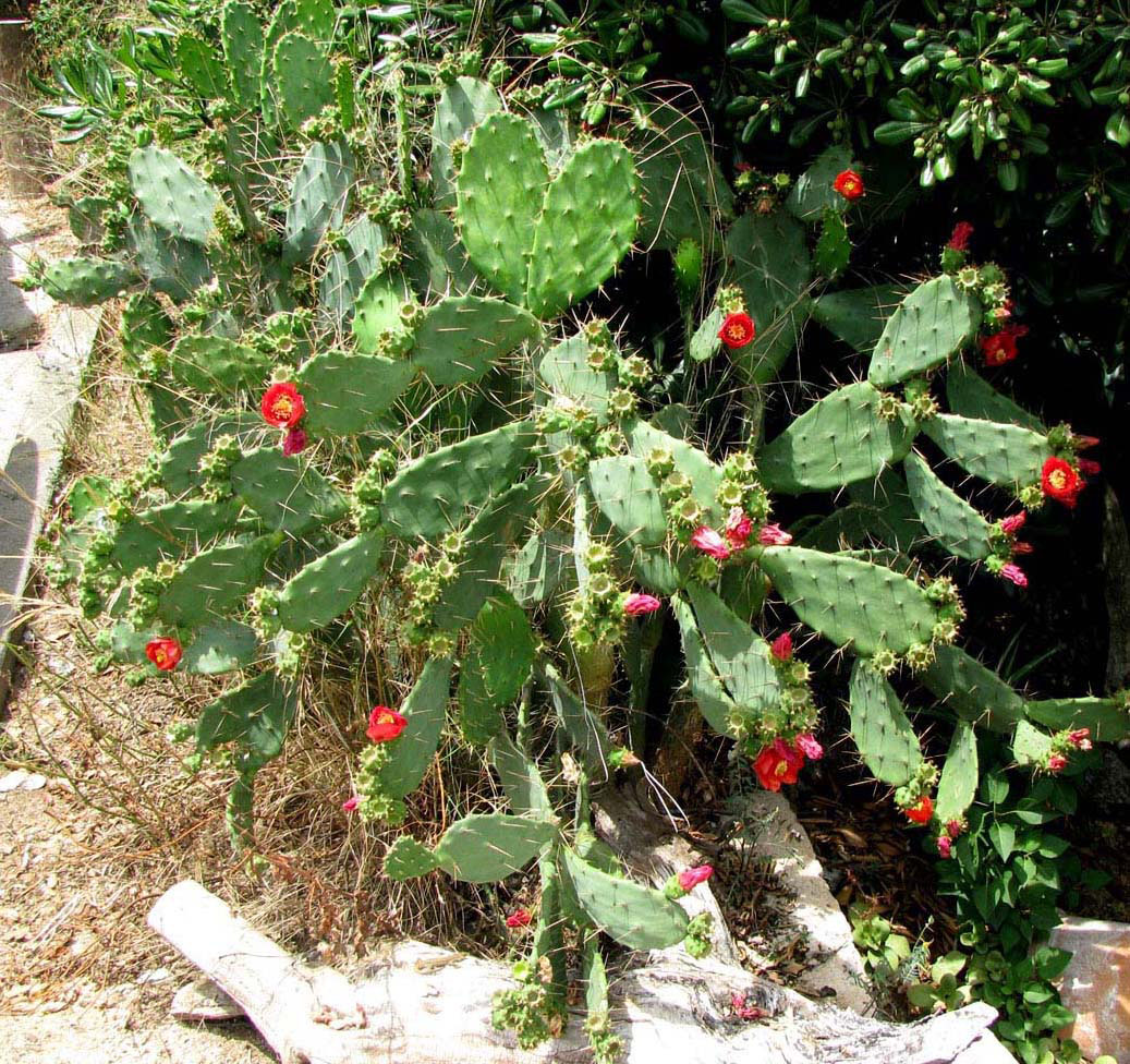 Изображение особи Opuntia bergeriana.