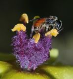 Verbascum tripolitanum. Тычинки с самкой Lasioglossum pseudosphecodimorphum, собирающей пыльцу. Israel, Mount Carmel, 29.07.2011.