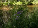 Aconitum ambiguum