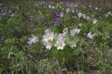 Pulsatilla multifida