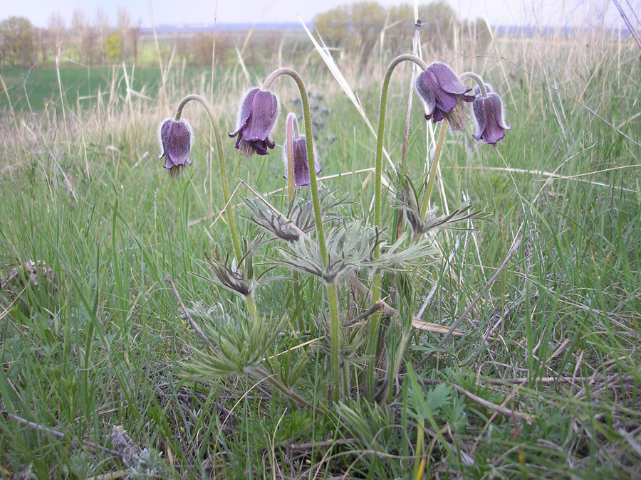 Изображение особи Pulsatilla pratensis.