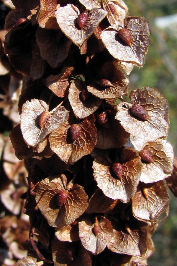 Изображение особи Rumex patientia ssp. orientalis.