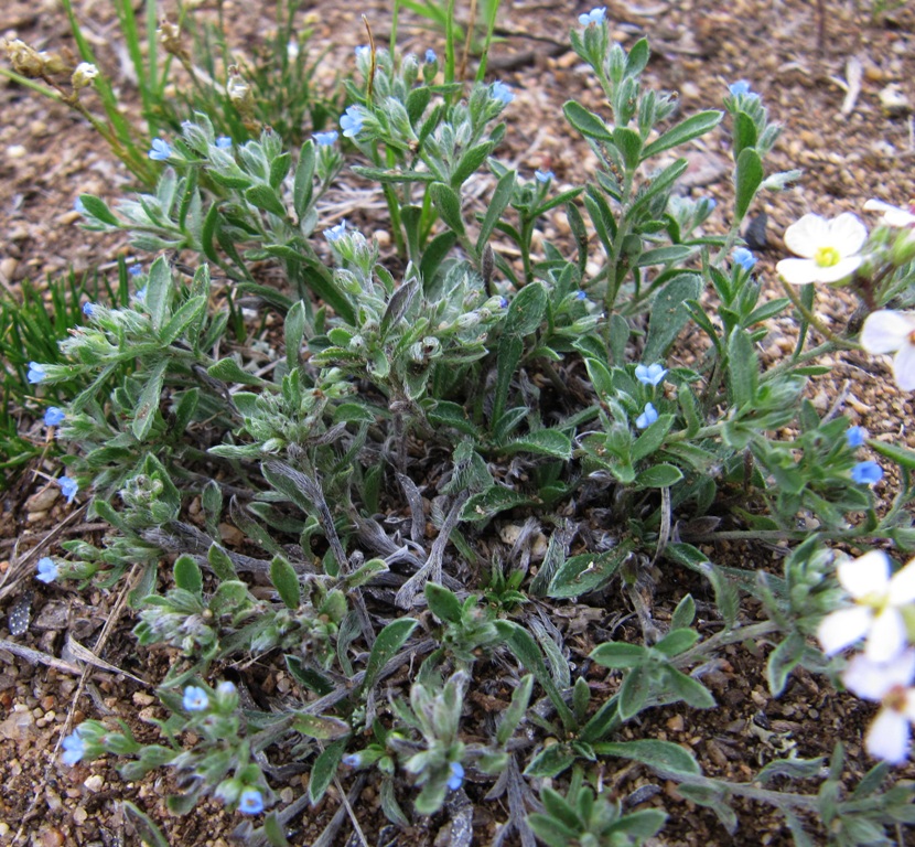 Изображение особи Amblynotus rupestris.