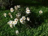 Leucanthemum maximum. Верхушки цветущих растений. Испания, автономное сообщество Андалусия, провинция Гранада, комарка Вега-де-Гранада, г. Гранада, Альгамбра. 13.07.2012.