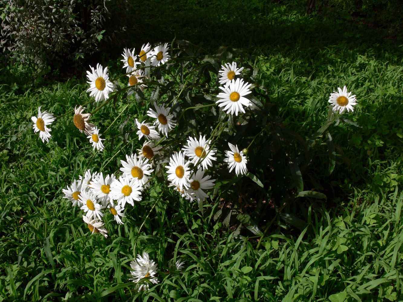 Изображение особи Leucanthemum maximum.