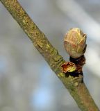Corylus avellana