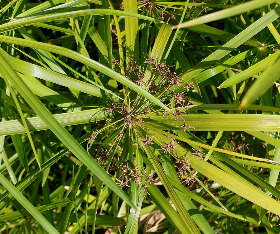 Изображение особи Cyperus involucratus.