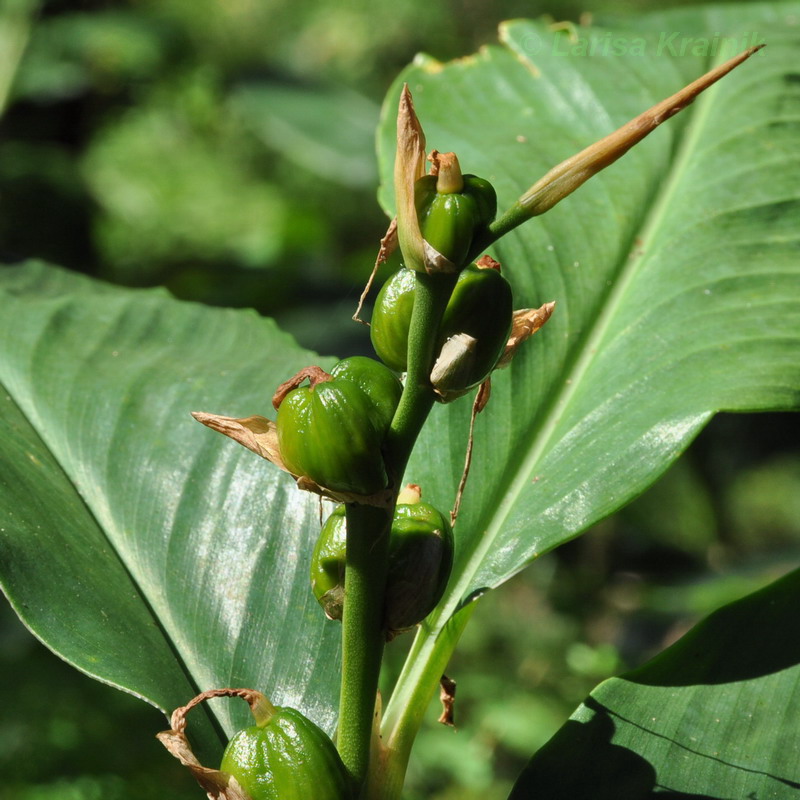 Изображение особи семейство Zingiberaceae.