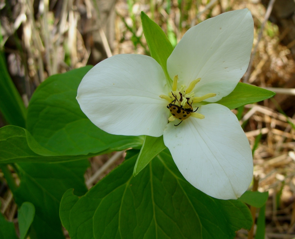 Image of Trillium camschatcense specimen.