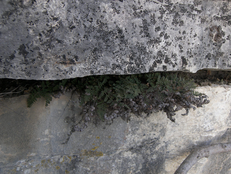 Image of Oeosporangium persicum specimen.