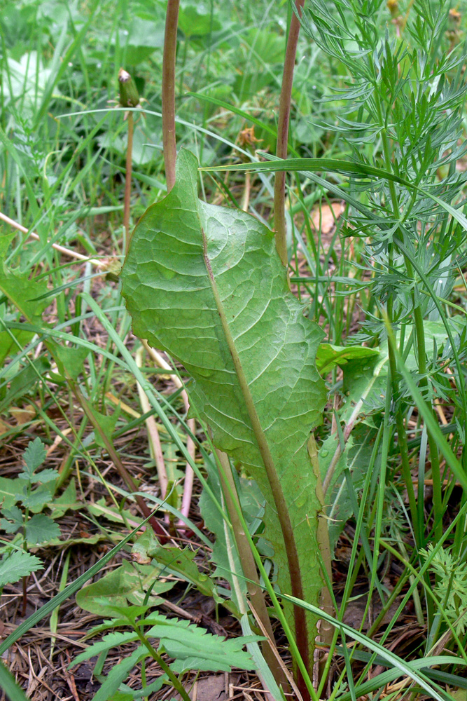 Изображение особи род Taraxacum.