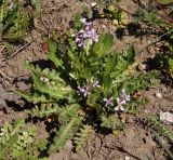 Chorispora tenella