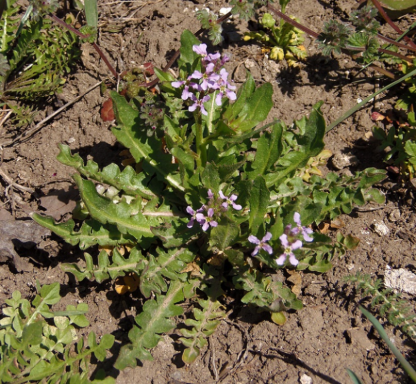 Image of Chorispora tenella specimen.