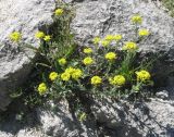 Alyssum trichostachyum. Цветущее растение. Крым, Симферополь, Петровские скалы. 20 мая 2009 г.