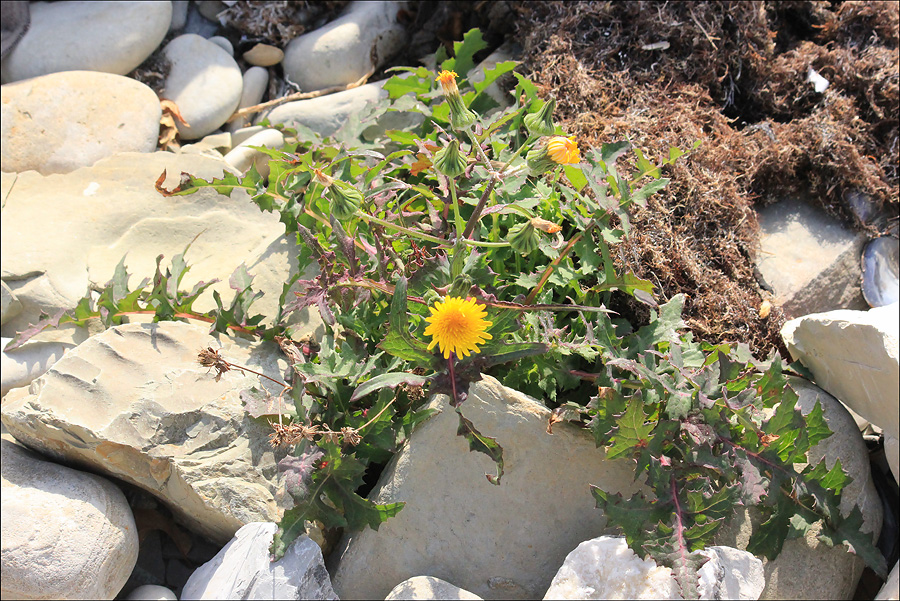 Image of Sonchus oleraceus specimen.