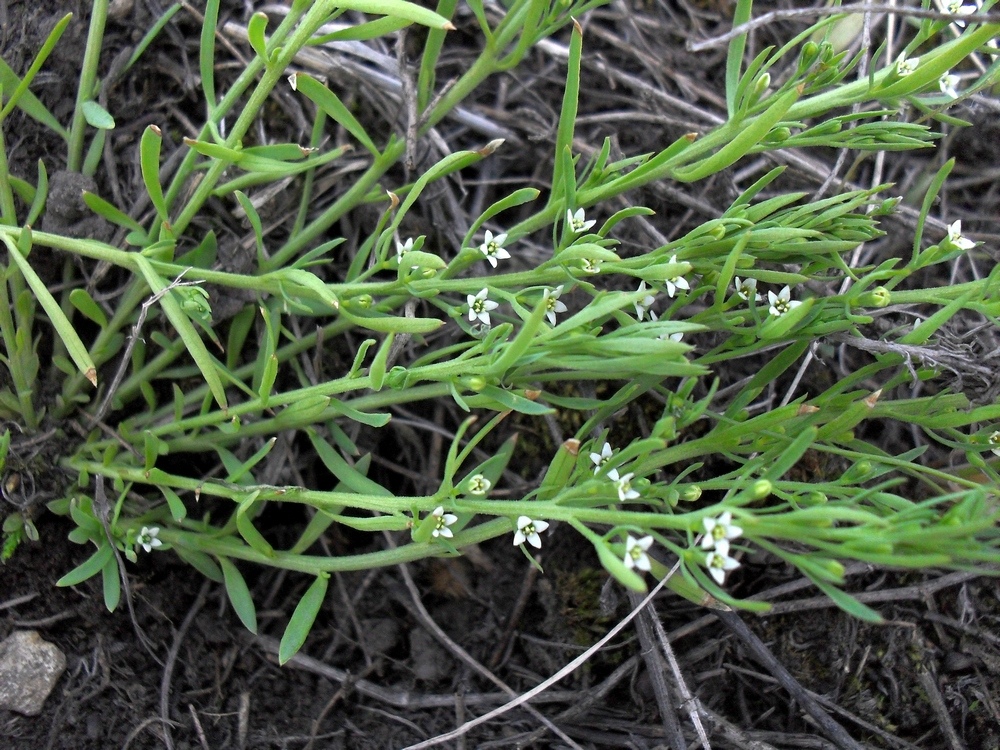 Изображение особи Thesium ramosum.