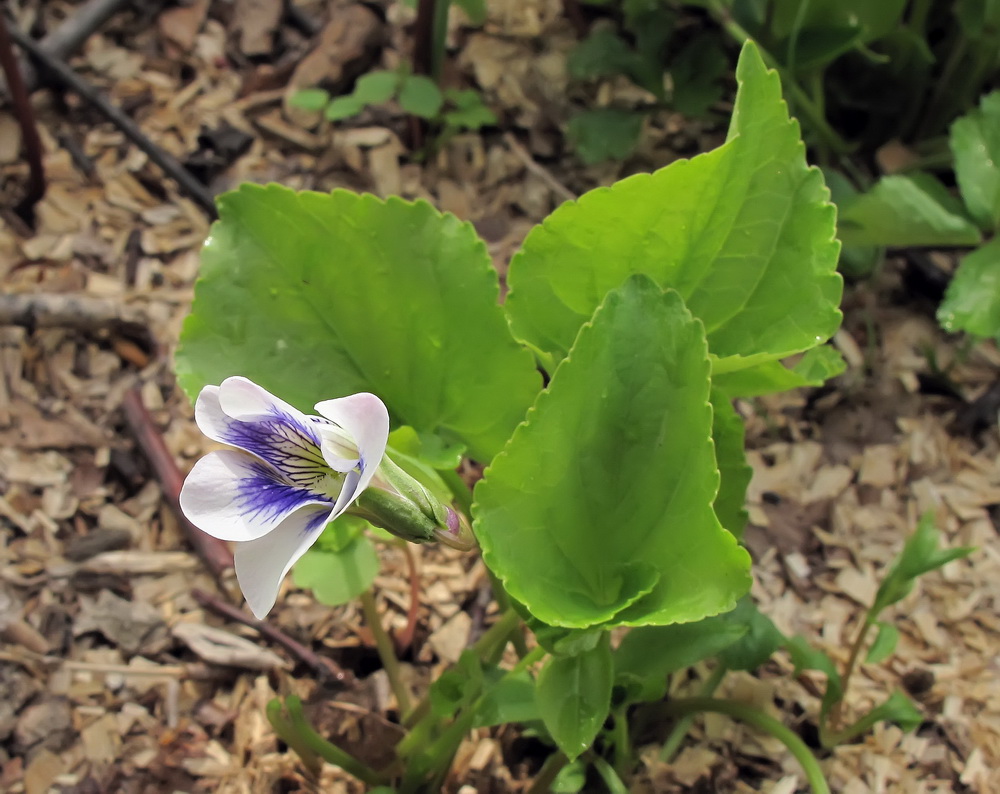 Изображение особи Viola sororia f. priceana.