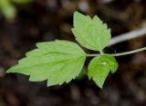 Clematis potaninii