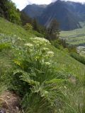 Heracleum leskovii. Цветущее растение. Карачаево-Черкесия, Теберда, гора Лысая. 29.05.2013.