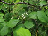 Crataegus macracantha