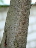 Image of taxon representative. Author is Владимир Иванов