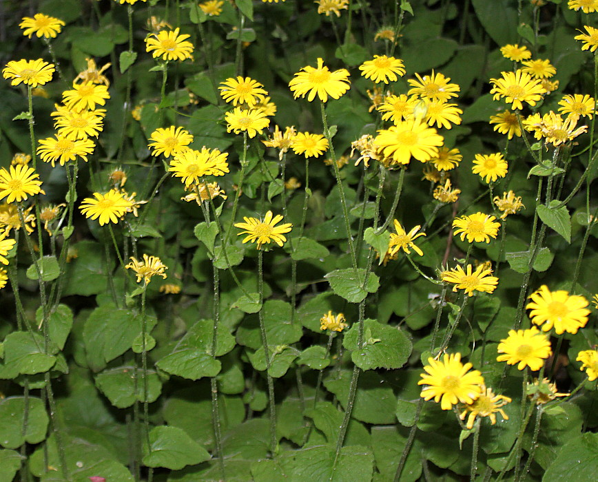 Изображение особи Doronicum pardalianches.