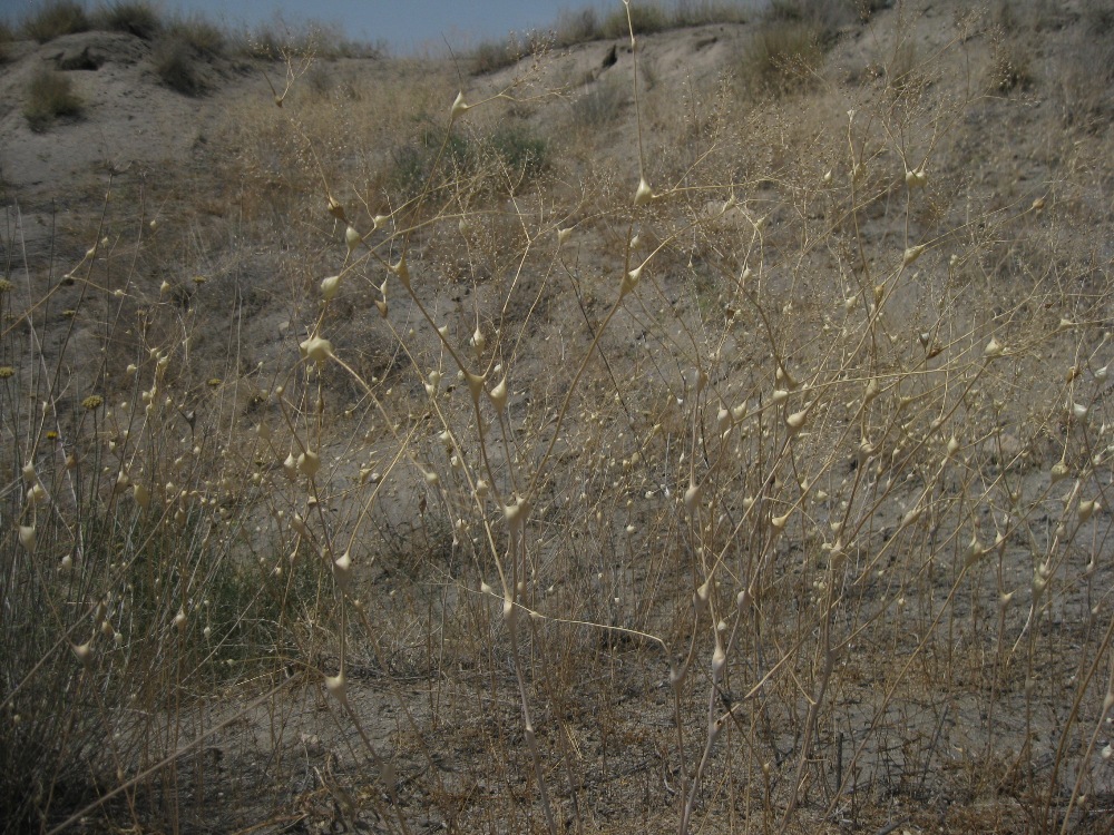 Image of Lepidium vesicarium specimen.