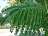 Albizia julibrissin