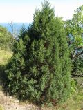 Juniperus foetidissima