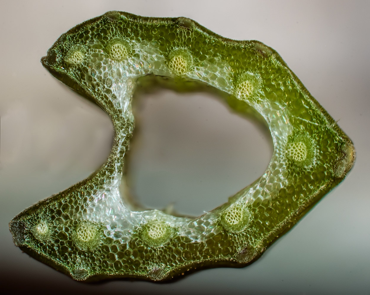 Image of Anthriscus sylvestris specimen.