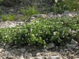 Galium humifusum