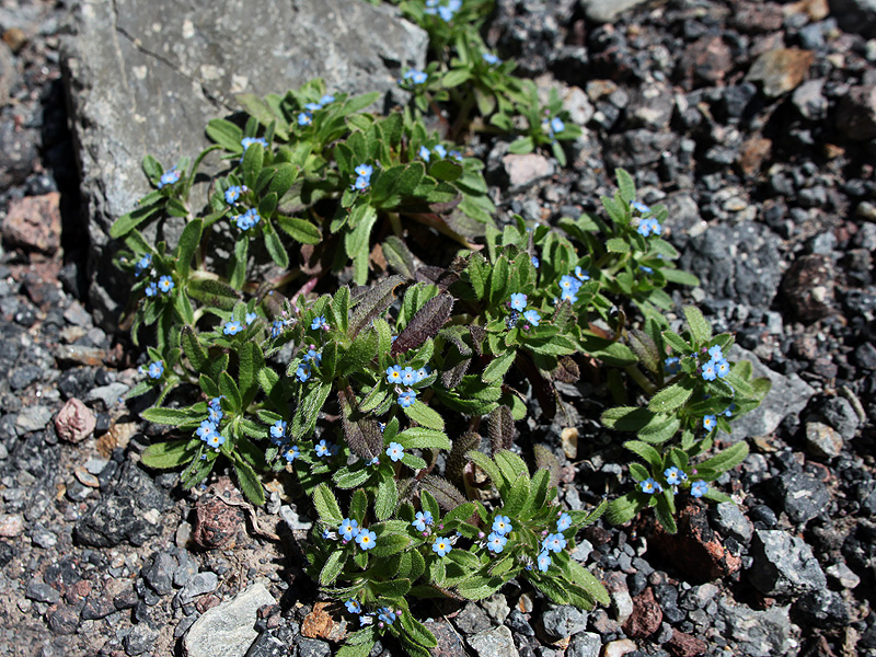 Изображение особи Trigonocaryum involucratum.