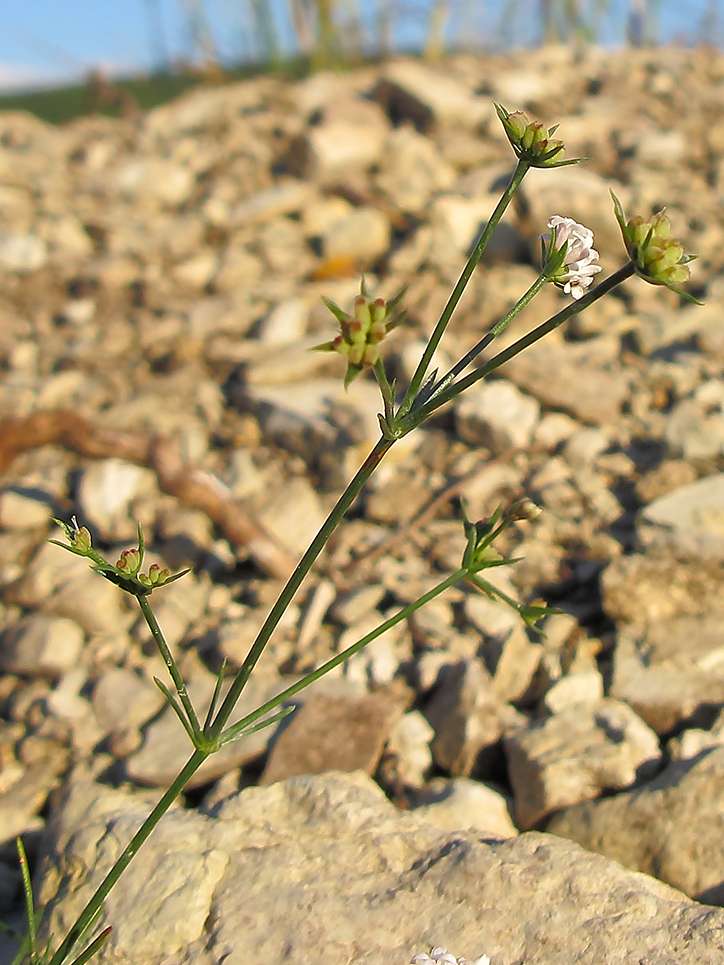 Image of Asperula lipskyana specimen.