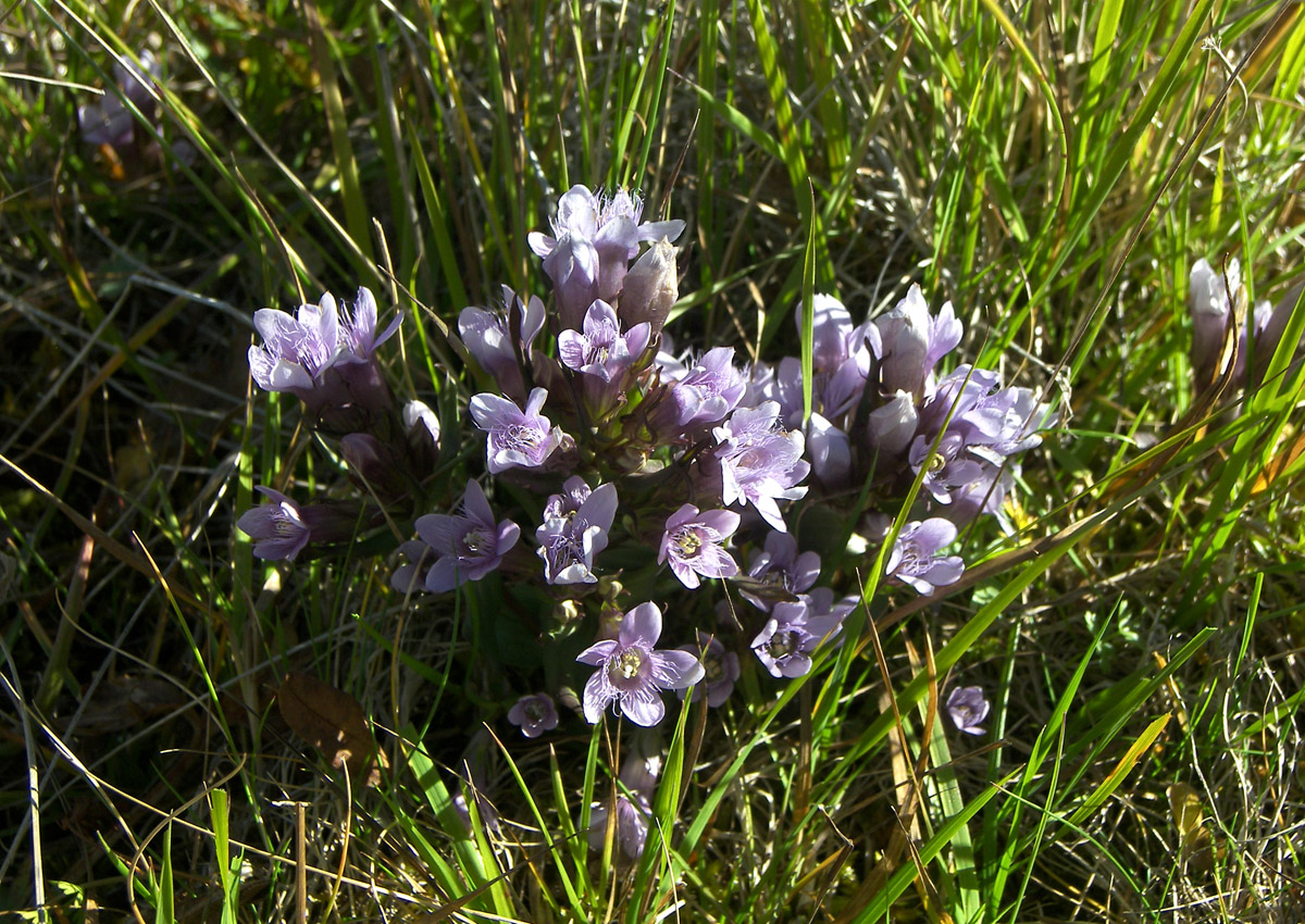 Изображение особи Gentianella biebersteinii.