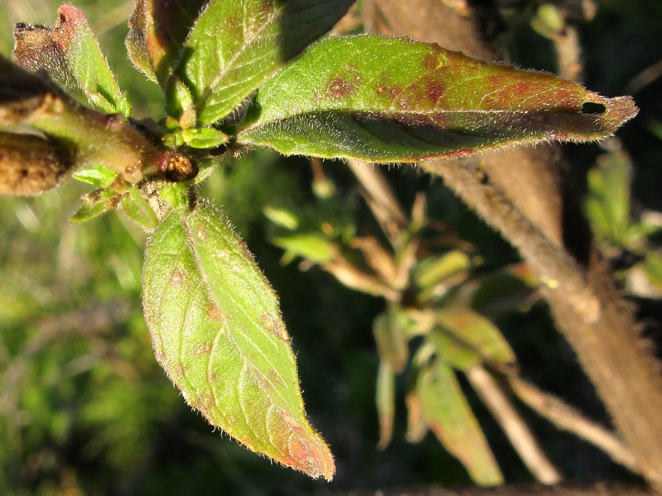 Image of Oenothera glazioviana specimen.