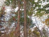 Изображение особи. Автор - Юрий Семейкин