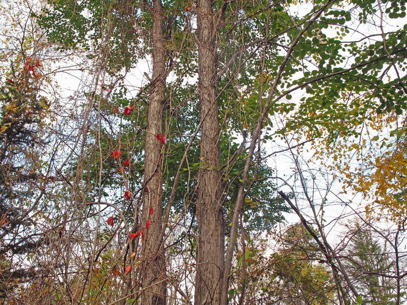 Изображение особи Cercidiphyllum japonicum.