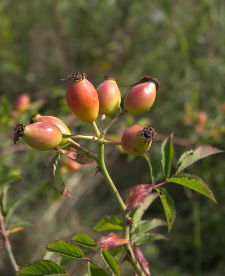 Изображение особи Rosa canina.