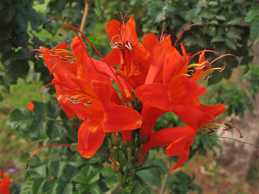 Изображение особи Tecomaria capensis.