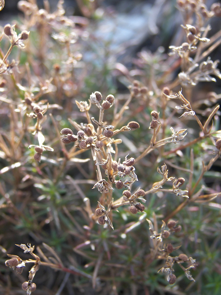 Image of Asperula pedicellata specimen.