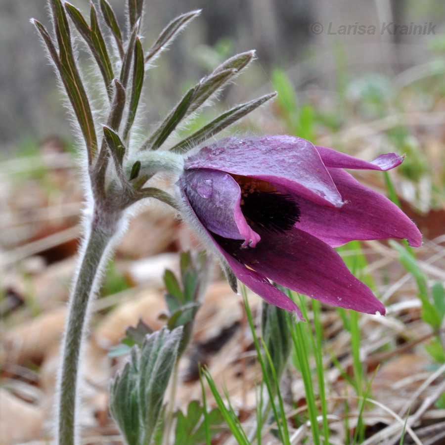 Изображение особи Pulsatilla × kissii.