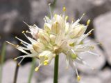 Allium marschallianum. Соцветие. Горный Крым, Бабуган-Яйла. 27 июля 2009 г.