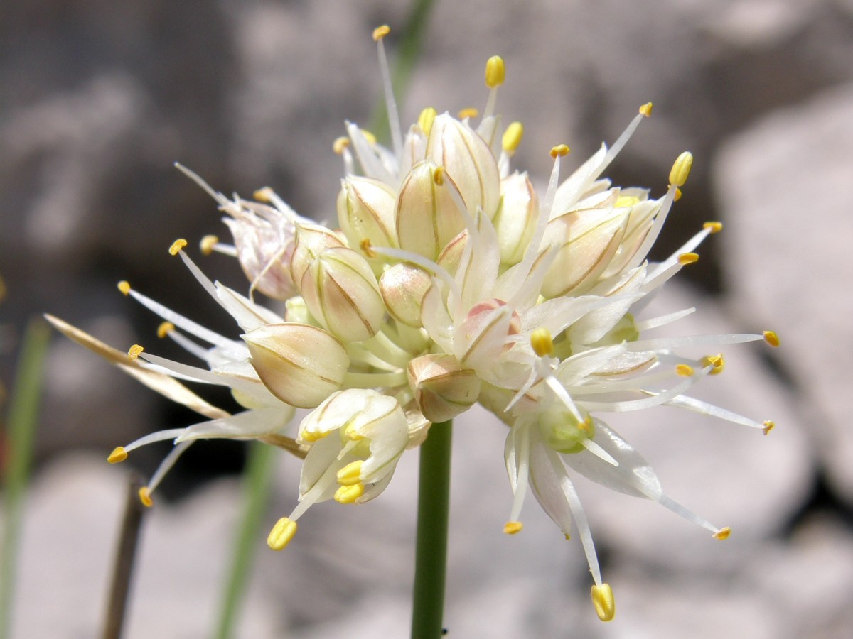 Image of Allium marschallianum specimen.