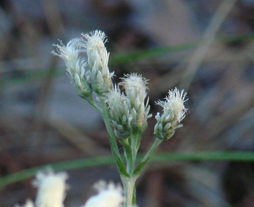 Изображение особи Antennaria dioica.