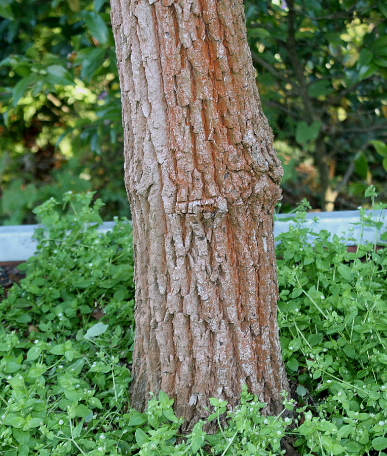 Image of Cinnamomum camphora specimen.